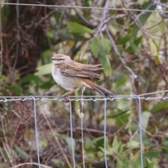 Cincloramphus mathewsi (Rufous Songlark) at National Arboretum Forests - 21 Sep 2023 by RodDeb