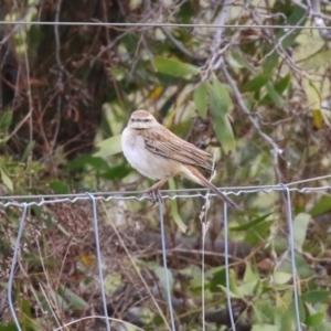 Cincloramphus mathewsi at Molonglo Valley, ACT - 21 Sep 2023