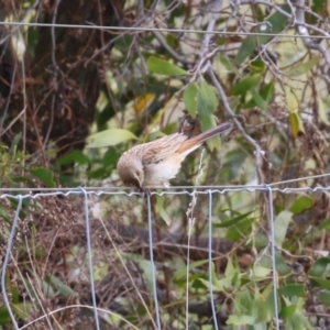 Cincloramphus mathewsi at Molonglo Valley, ACT - 21 Sep 2023