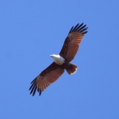 Haliastur indus (Brahminy Kite) at Cleveland, QLD - 20 Sep 2023 by TimL