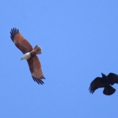 Haliastur indus (Brahminy Kite) at Cleveland, QLD - 20 Sep 2023 by TimL