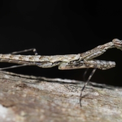 Unidentified Praying mantis (Mantodea) at Capalaba, QLD - 21 Sep 2023 by TimL