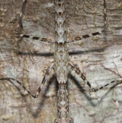 Ciulfina (genus) at Capalaba, QLD - 21 Sep 2023 11:15 AM