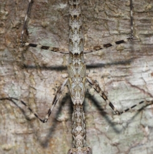 Ciulfina (genus) at Capalaba, QLD - 21 Sep 2023 11:15 AM