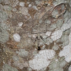 Ciulfina (genus) at Capalaba, QLD - 21 Sep 2023 11:15 AM