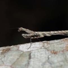 Ciulfina (genus) at Capalaba, QLD - 21 Sep 2023