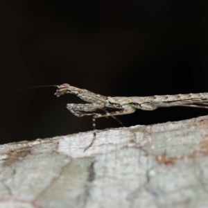 Ciulfina (genus) at Capalaba, QLD - 21 Sep 2023