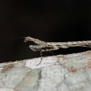 Ciulfina (genus) at Capalaba, QLD - 21 Sep 2023 11:15 AM