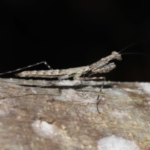 Ciulfina (genus) at Capalaba, QLD - 21 Sep 2023