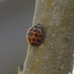 Harmonia conformis (Common Spotted Ladybird) at Braemar - 21 Sep 2023 by Curiosity