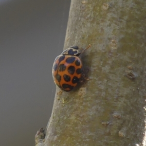 Harmonia conformis at Braemar, NSW - 21 Sep 2023