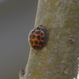 Harmonia conformis at Braemar, NSW - 21 Sep 2023 10:12 AM