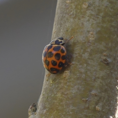 Harmonia conformis (Common Spotted Ladybird) at Wingecarribee Local Government Area - 21 Sep 2023 by Curiosity