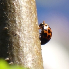 Harmonia conformis at Braemar, NSW - 21 Sep 2023