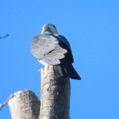 Columba leucomela (White-headed Pigeon) at Griffith, ACT - 21 Sep 2023 by BenW