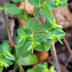 Euphorbia peplus (Petty Spurge) at Sullivans Creek, Lyneham South - 21 Sep 2023 by trevorpreston