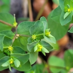 Euphorbia peplus at Lyneham, ACT - 22 Sep 2023