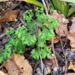 Euphorbia peplus at Lyneham, ACT - 22 Sep 2023