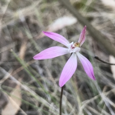 Caladenia fuscata (Dusky Fingers) at Acton, ACT - 20 Sep 2023 by PeterR