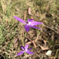 Glossodia major (Wax Lip Orchid) at Acton, ACT - 22 Sep 2023 by PeterR