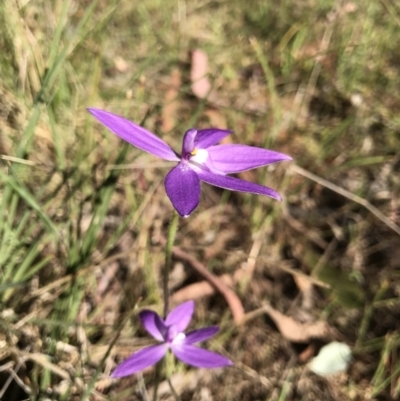 Glossodia major (Wax Lip Orchid) at Acton, ACT - 21 Sep 2023 by PeterR