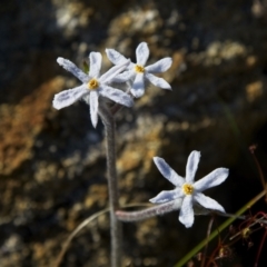 Tribonanthes longipetala (Branching Tiurndin) at Gidgegannup, WA - 18 Aug 2023 by Trevor