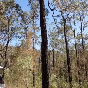 Eucalyptus fibrosa subsp. fibrosa at Buangla, NSW - 21 Sep 2023