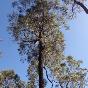 Eucalyptus fibrosa subsp. fibrosa at Buangla, NSW - 21 Sep 2023