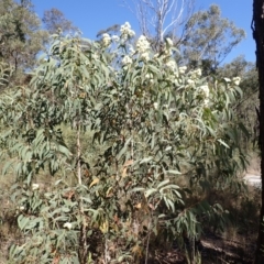 Corymbia eximia (Yellow Bloodwood) at Buangla, NSW - 21 Sep 2023 by plants