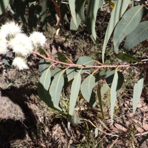 Corymbia eximia at Buangla, NSW - 21 Sep 2023