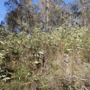 Acacia falcata at Buangla, NSW - 21 Sep 2023