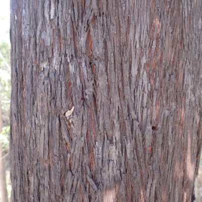 Eucalyptus ralla at Morton State Conservation Area - 20 Sep 2023 by plants