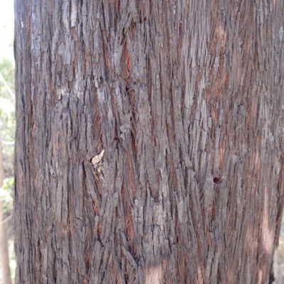 Eucalyptus ralla at Buangla, NSW - 21 Sep 2023 by plants