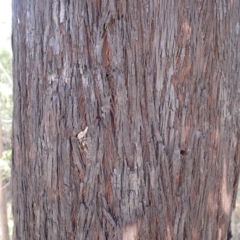 Eucalyptus ralla at Buangla, NSW - 20 Sep 2023 by plants