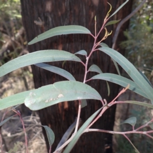 Eucalyptus ralla at Buangla, NSW - 21 Sep 2023