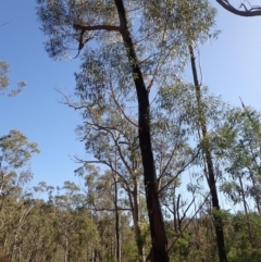 Eucalyptus ralla at Buangla, NSW - 21 Sep 2023