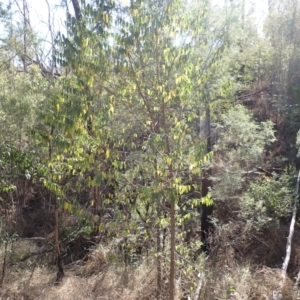 Trema tomentosa var. aspera at Buangla, NSW - 21 Sep 2023