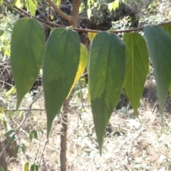 Trema tomentosa var. aspera at Buangla, NSW - 21 Sep 2023