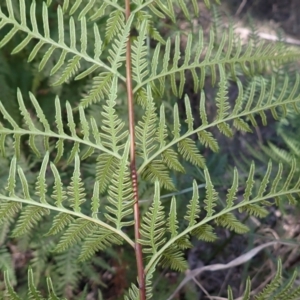 Pteris tremula at Buangla, NSW - 21 Sep 2023 09:23 AM