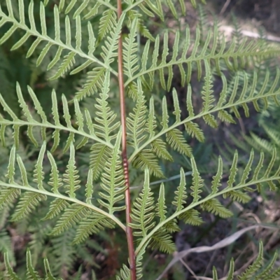 Pteris tremula (Tender Brake) at Buangla, NSW - 21 Sep 2023 by plants