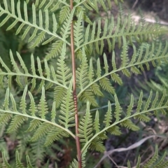 Pteris tremula (Tender Brake) at Buangla, NSW - 20 Sep 2023 by plants