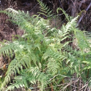 Pteris tremula at Buangla, NSW - 21 Sep 2023 09:23 AM