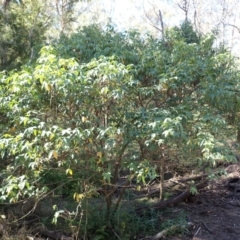 Senna septemtrionalis (Winter Senna, Arsenuc Bush) at Buangla, NSW - 20 Sep 2023 by plants