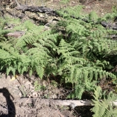 Hypolepis glandulifera (Downy Ground Fern) at Buangla, NSW - 21 Sep 2023 by plants