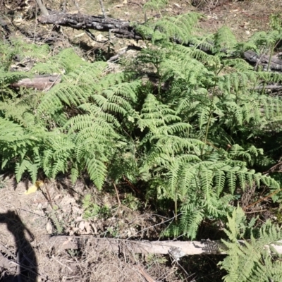 Hypolepis glandulifera (Downy Ground Fern) at Buangla, NSW - 20 Sep 2023 by plants