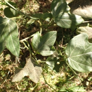 Passiflora herbertiana subsp. herbertiana at Buangla, NSW - 21 Sep 2023