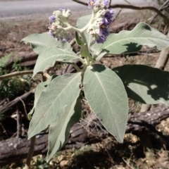 Solanum mauritianum (Wild Tobacco Tree) at Buangla, NSW - 20 Sep 2023 by plants