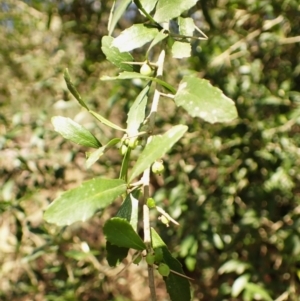 Melicytus dentatus at Buangla, NSW - 21 Sep 2023