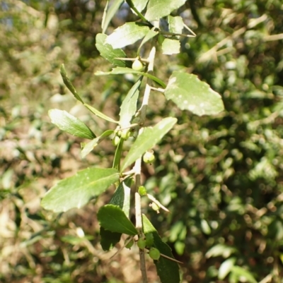 Melicytus dentatus (Tree Violet) at Buangla, NSW - 21 Sep 2023 by plants