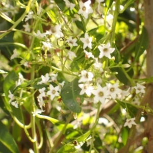 Duboisia myoporoides at Buangla, NSW - 21 Sep 2023